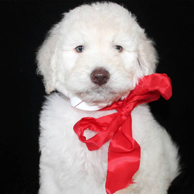 English White and Cream Goldendoodles