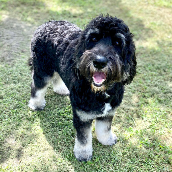 AKC Standard Poodle