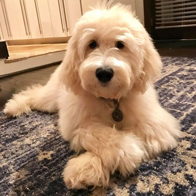 Moss Creek Goldendoodle Reviews