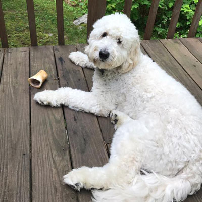 Moss Creek Goldendoodle Reviews