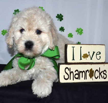 English Goldendoodle Puppies - Weekly Photos