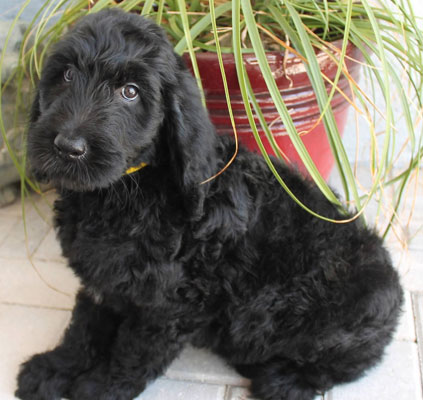 English Goldendoodle Puppies - Weekly Photos