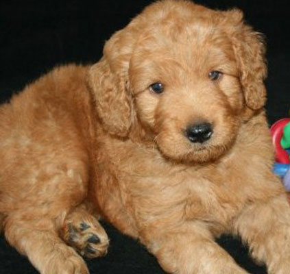 English Goldendoodle Puppies - Weekly Photos