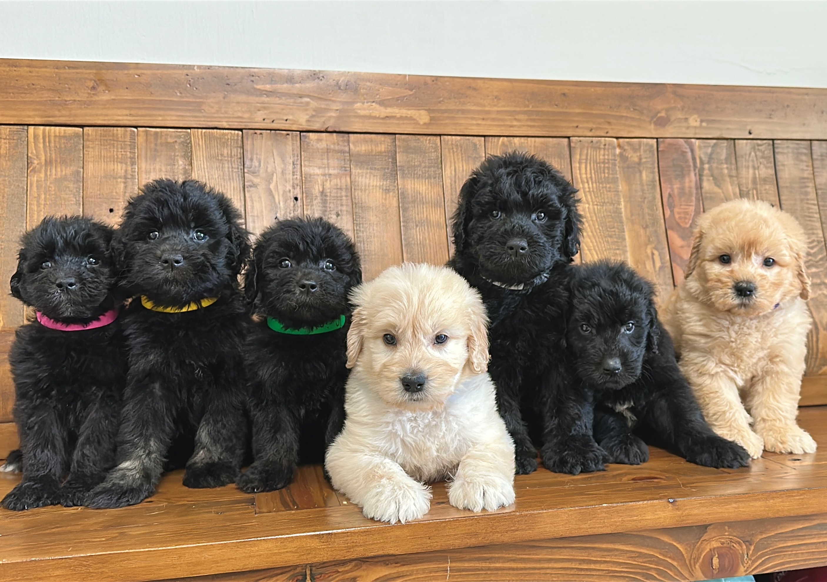 F1 English Medium Babies