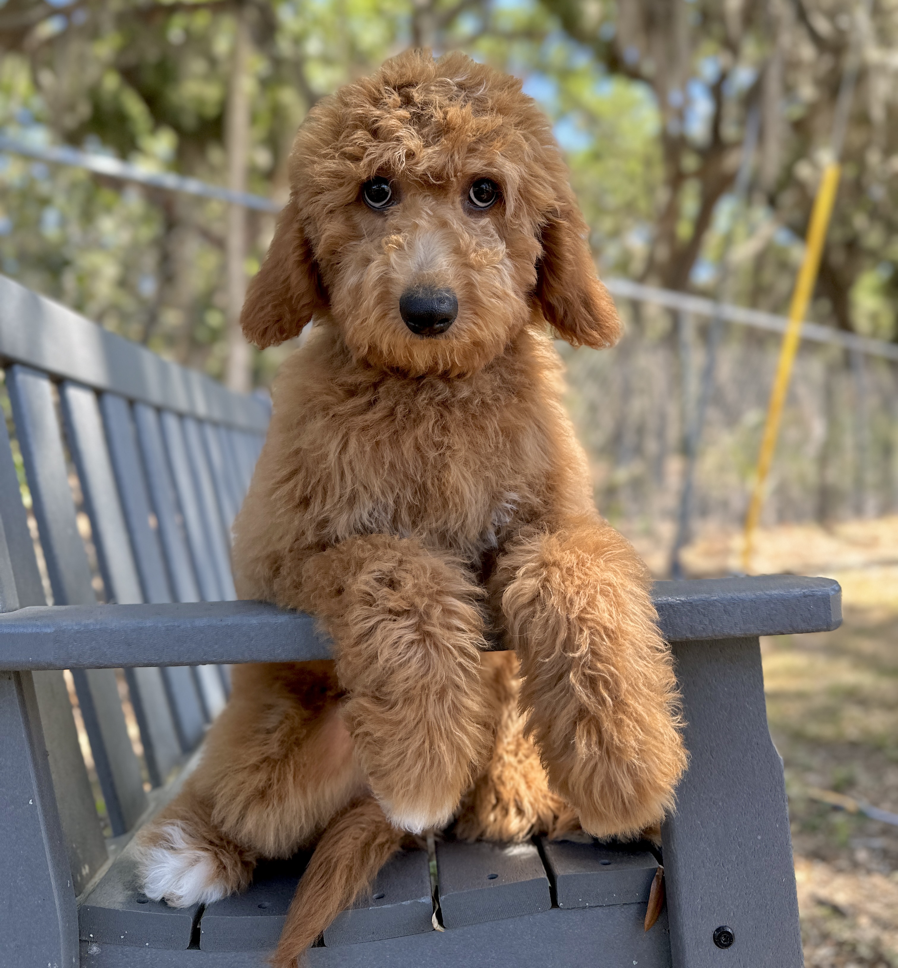 Sophie
